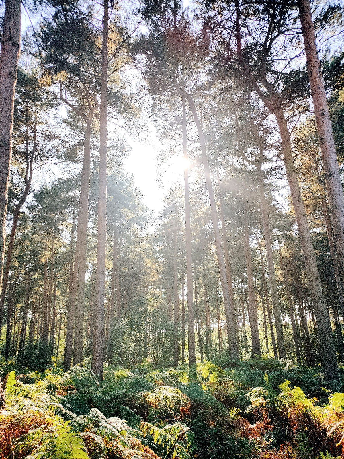 A forest; the sun beaming through the trees in the shape of a heart.