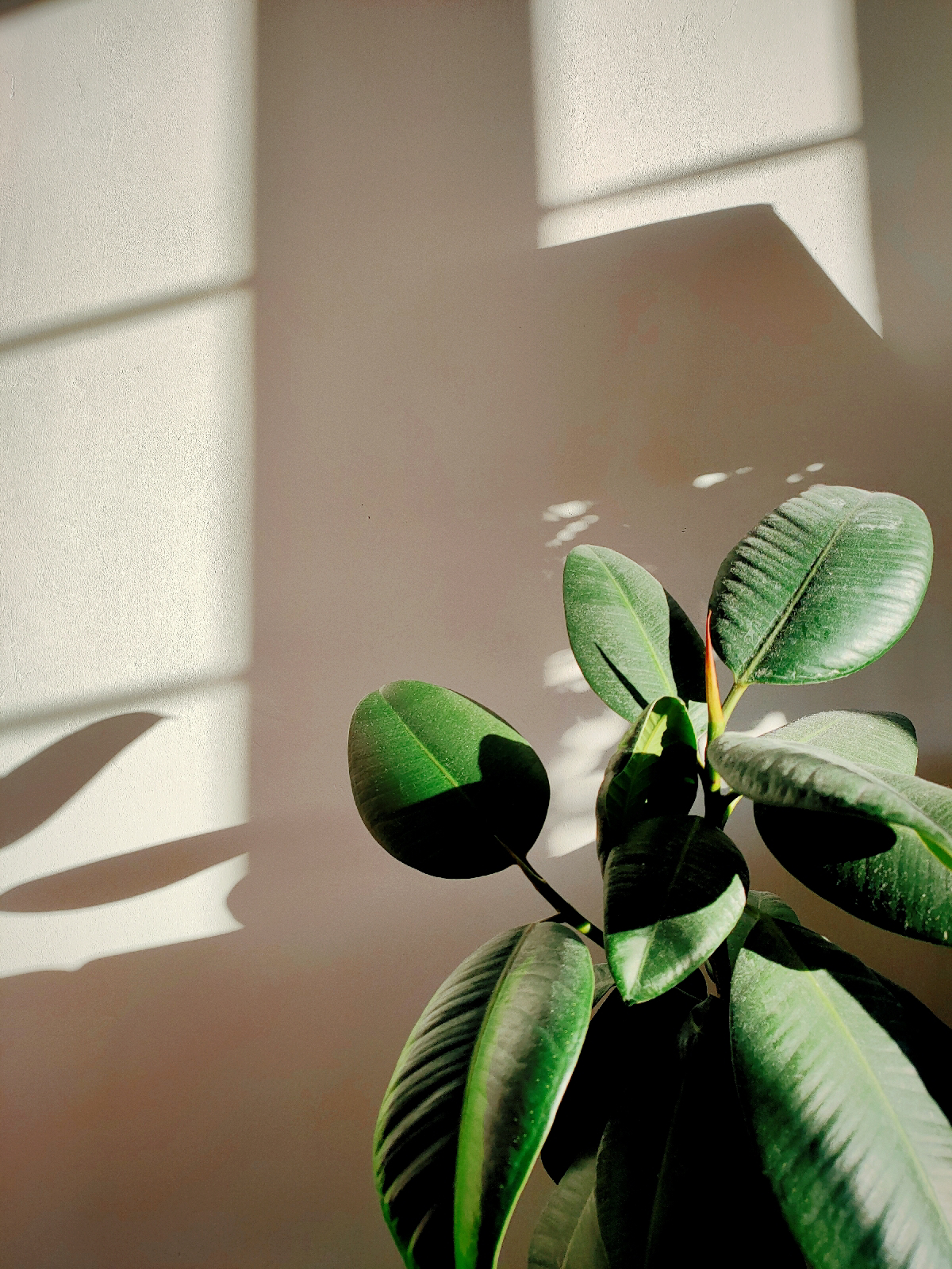 a rubber plant is to the right of frame, casting shadows left of frame due to light streaming through unseen windows.
