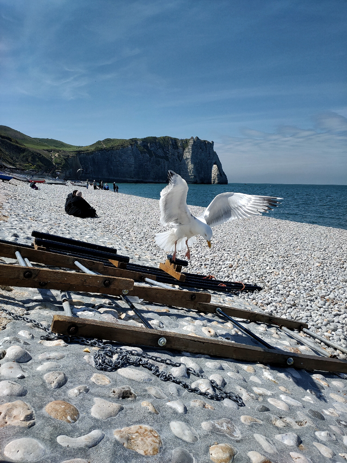 a close up of a seagull coming down to land with its wings up on a pebbly beach. In the background people are sat on the beach looking out to sea
