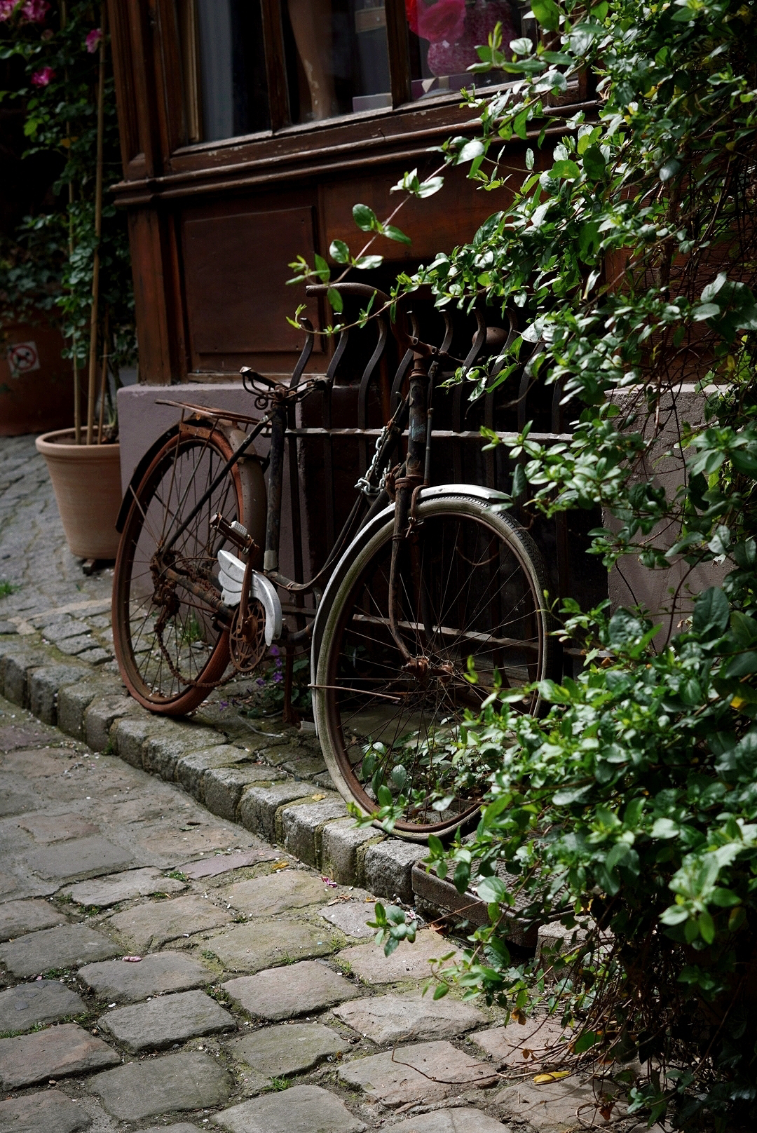 an old rusty bicycle propped against a brown shop front, framed by overgrowing foliage