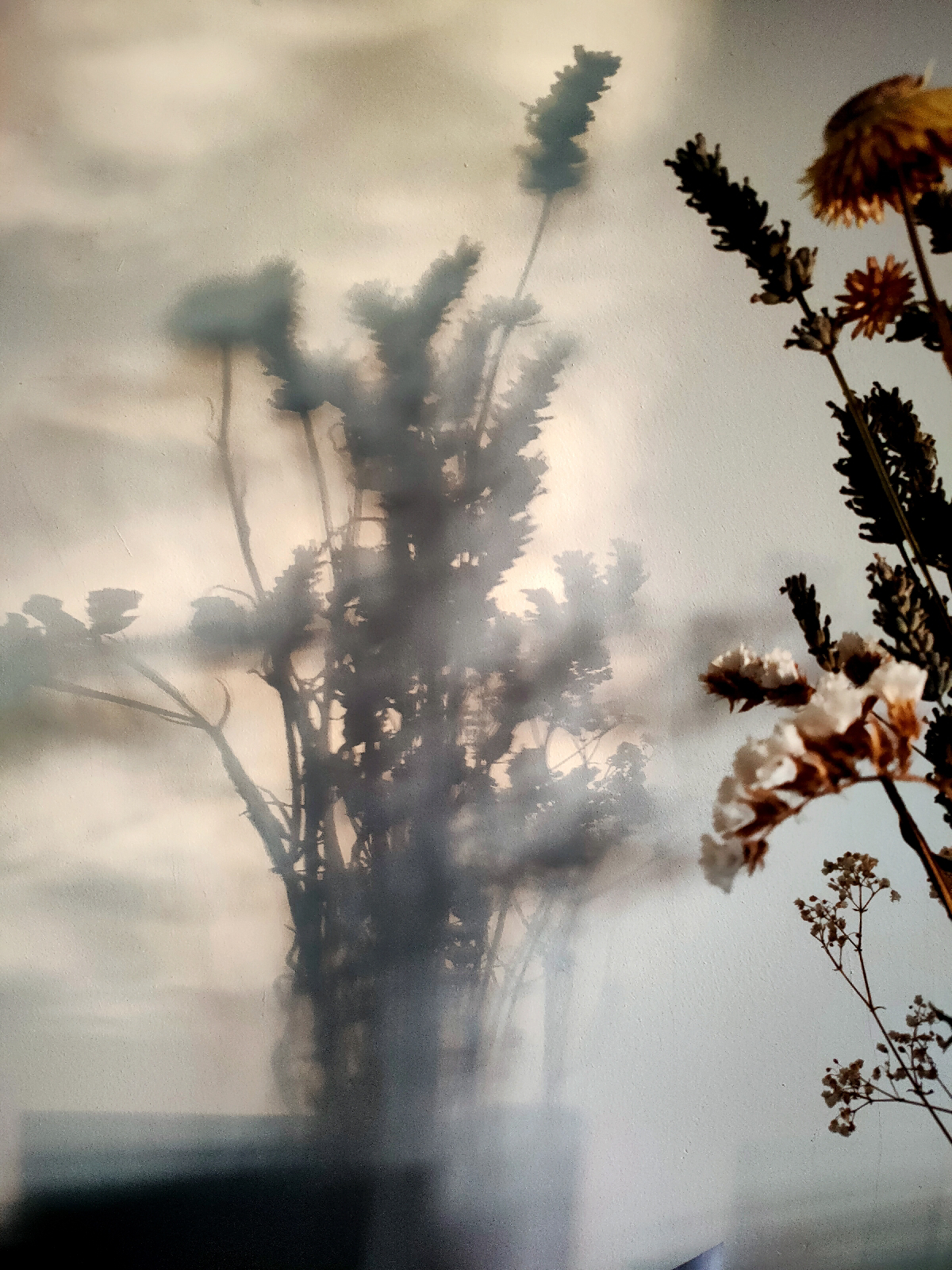 the shadow of a bouquet of dried flowers, the corner of which can be seen in the photo
