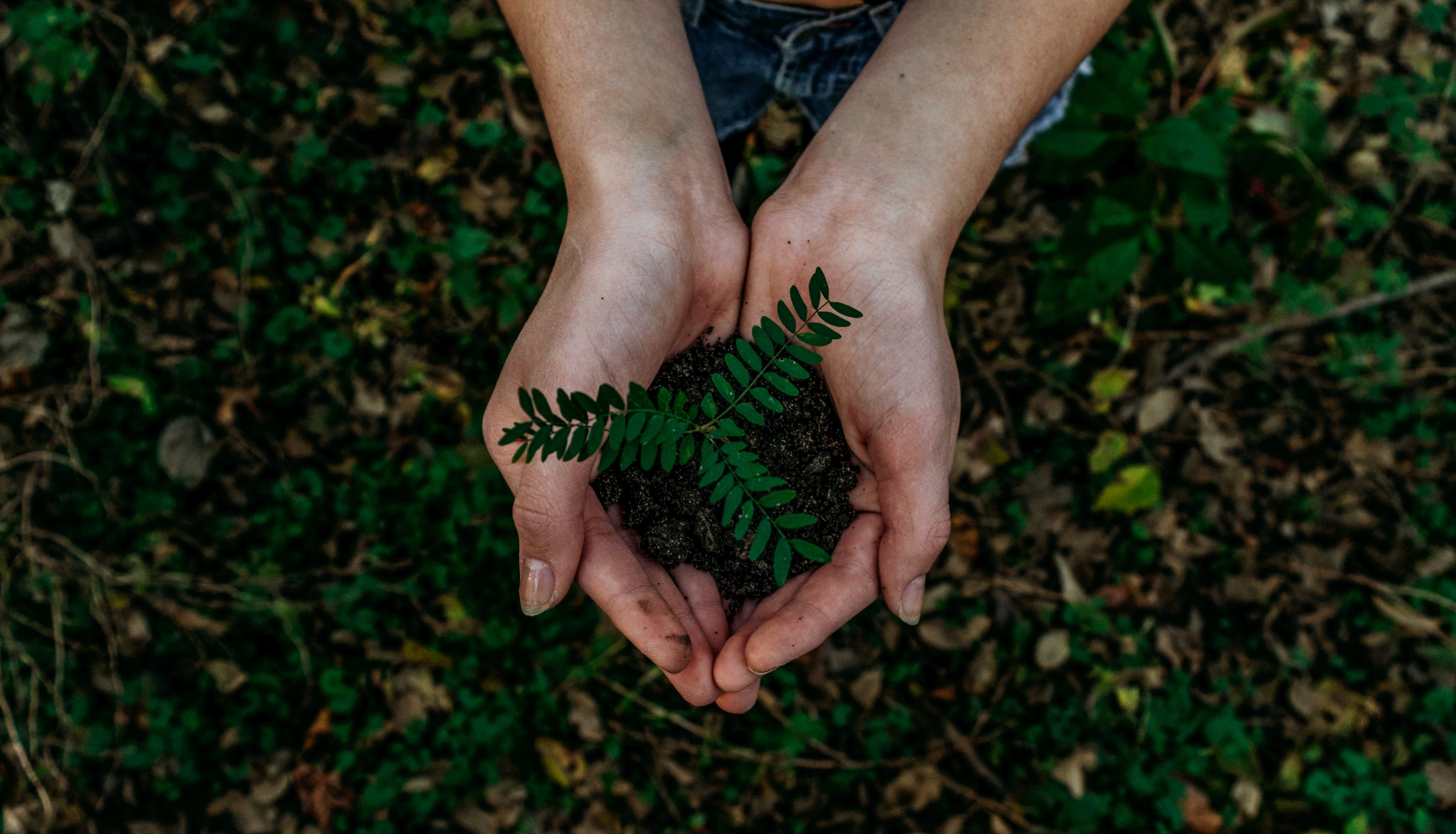 hands holding some soil and a growing plant