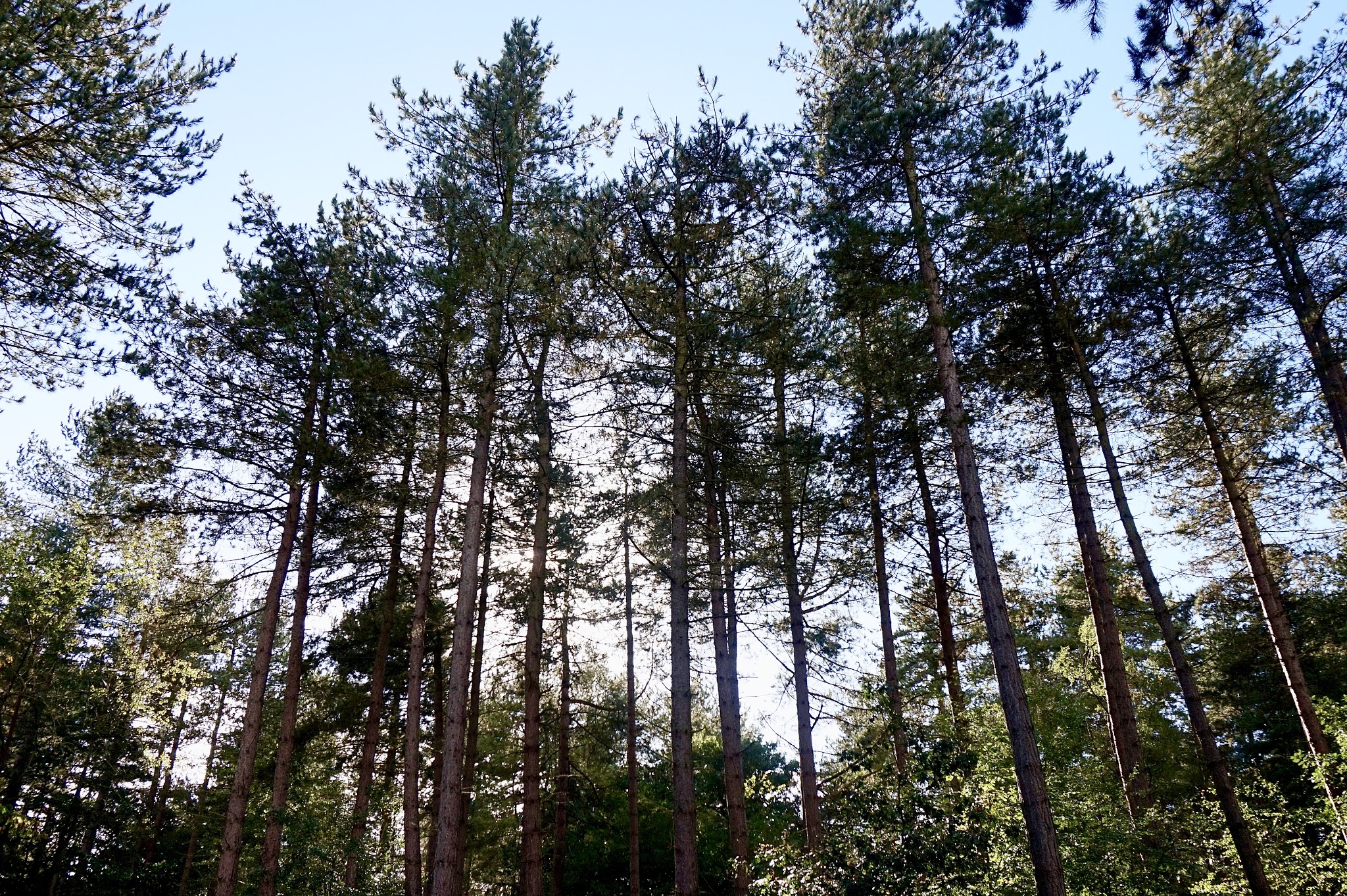 blue sky through tall trees in forest