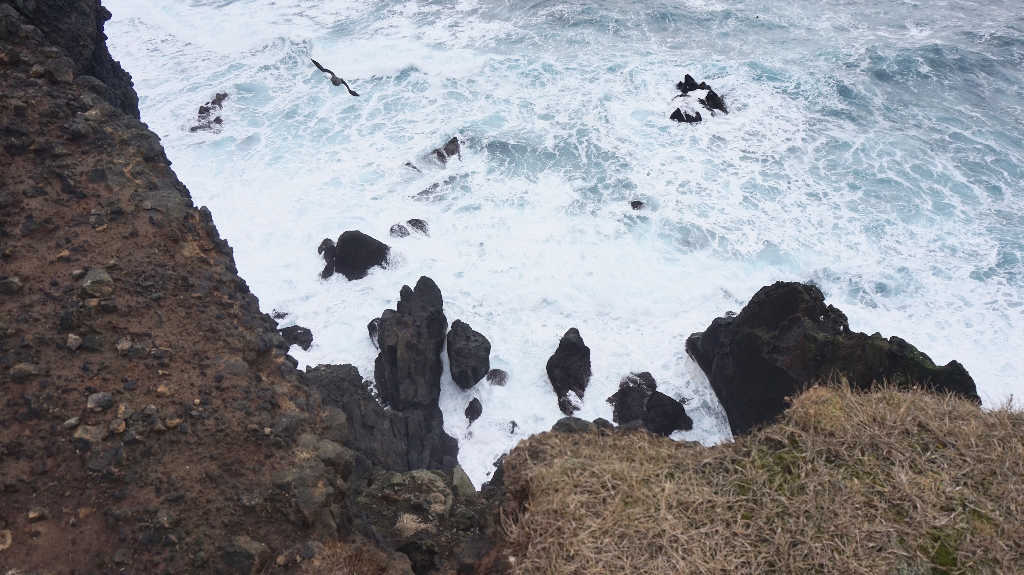 bird flying over icy blue choppy waves bashing against black cliffs