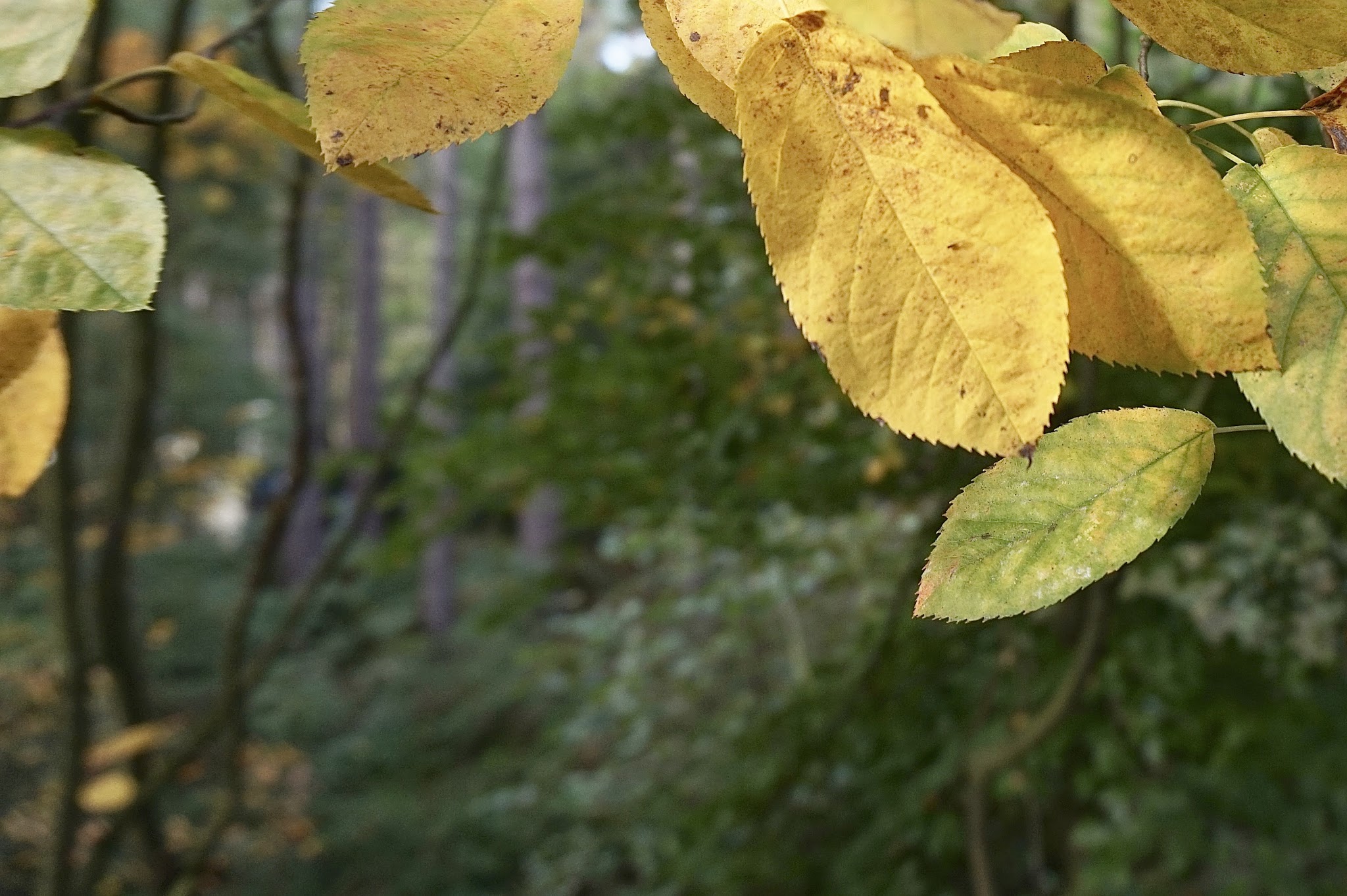 out of focus forest behind autumnal leaves in focus