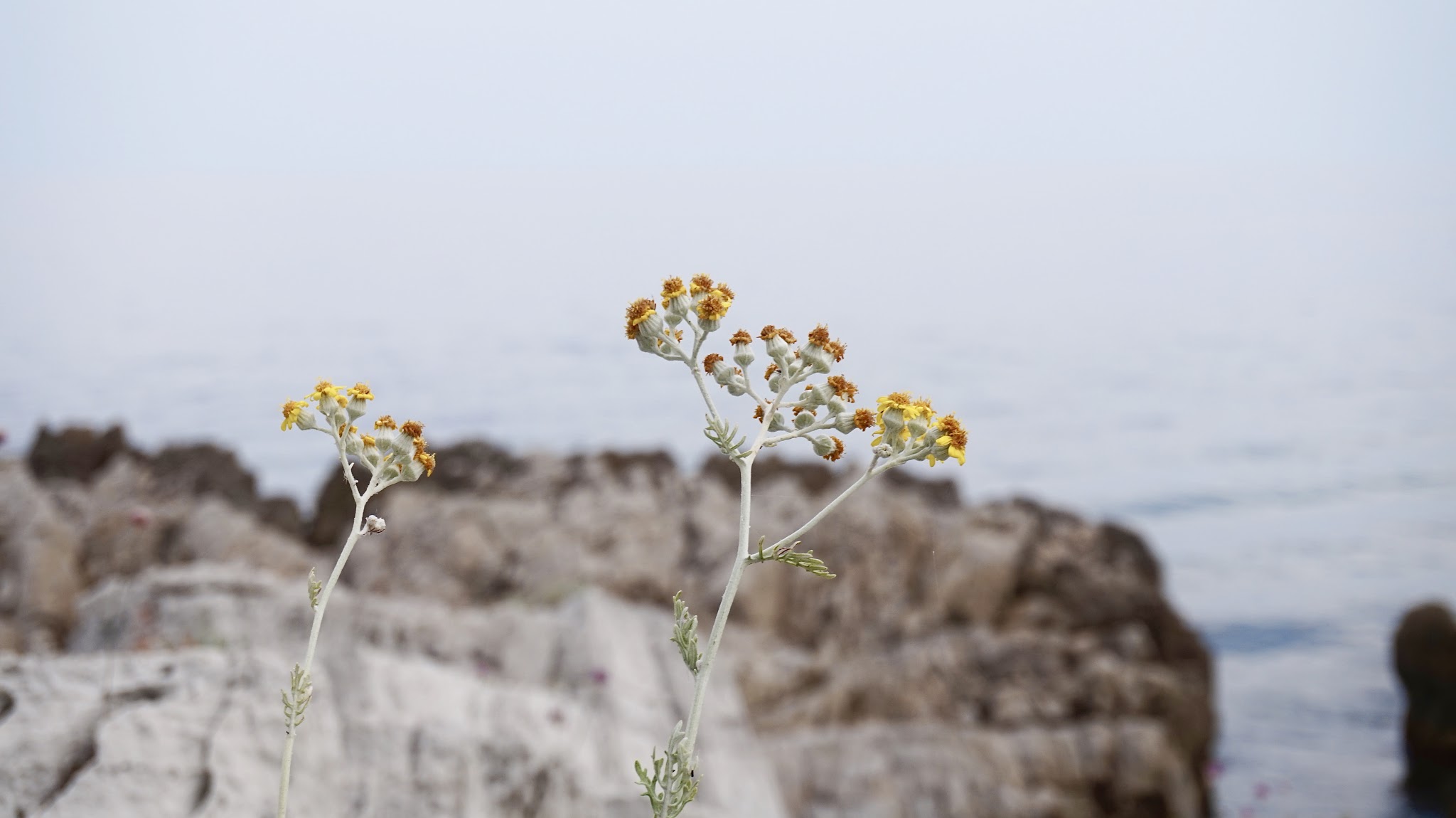 yellow flowers growing out of a rock on a backdrop of the sea
