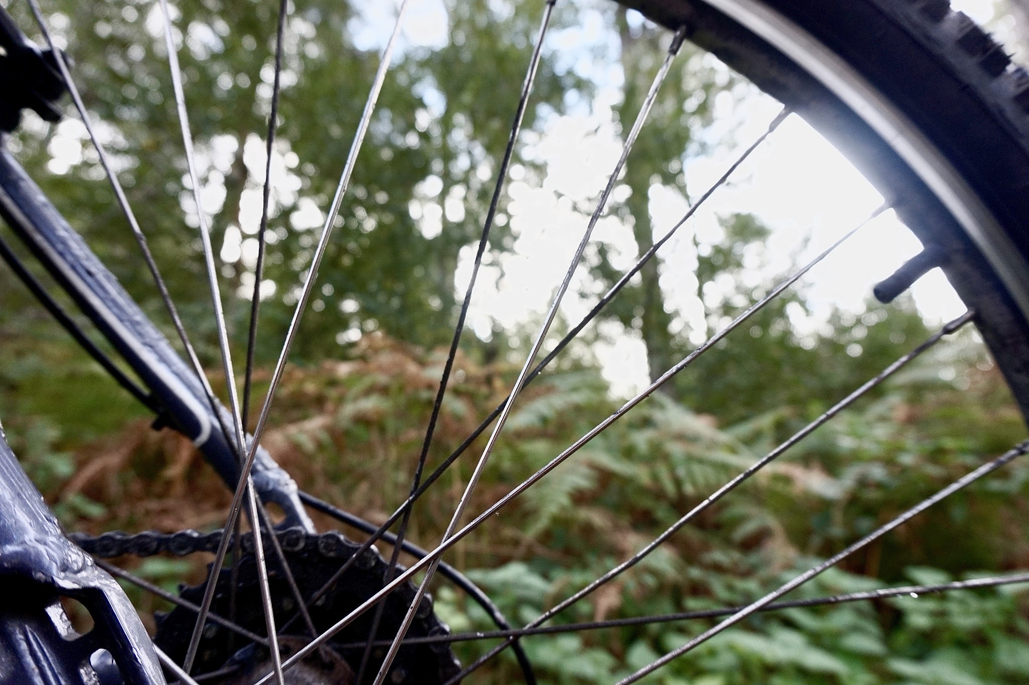 forest floor through bike spokes