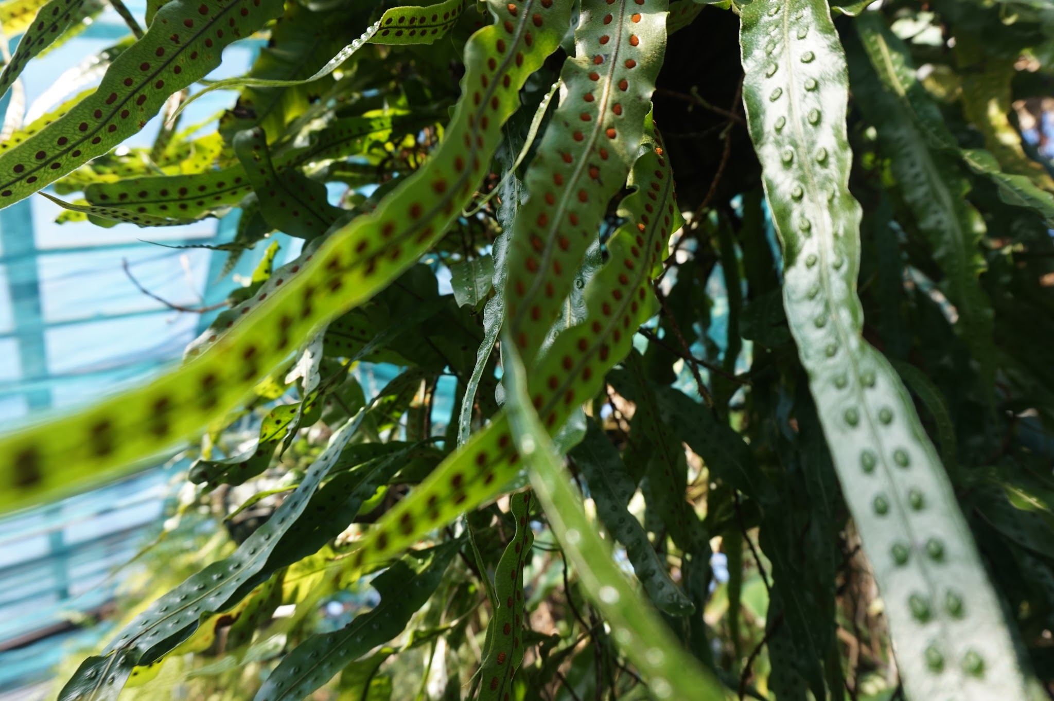 close up of plants in botanical greenhouse