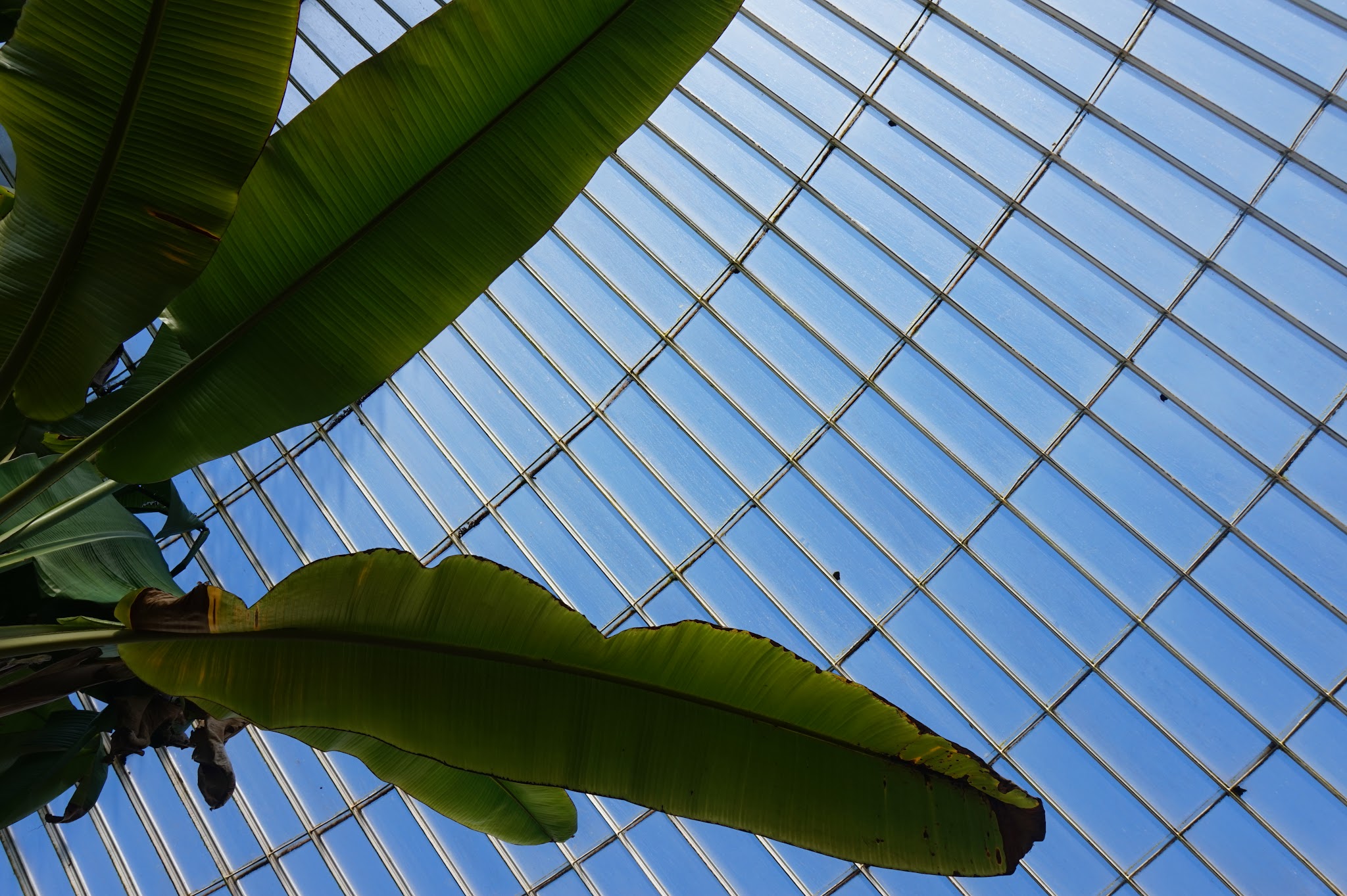huge leaf against blue sky through greenhouse roof