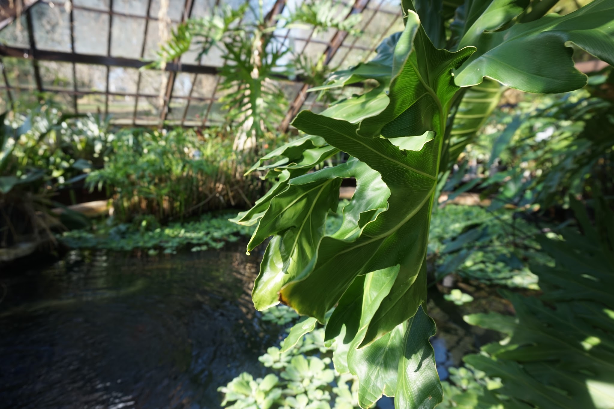 pond inside greenhouse surrounded by plants