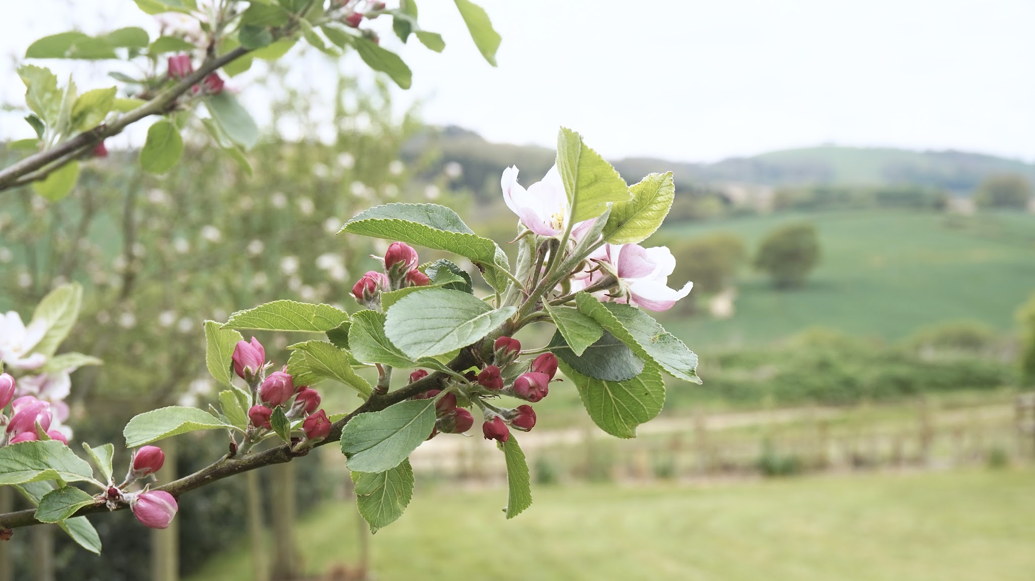Pink flower buds almost blooming
