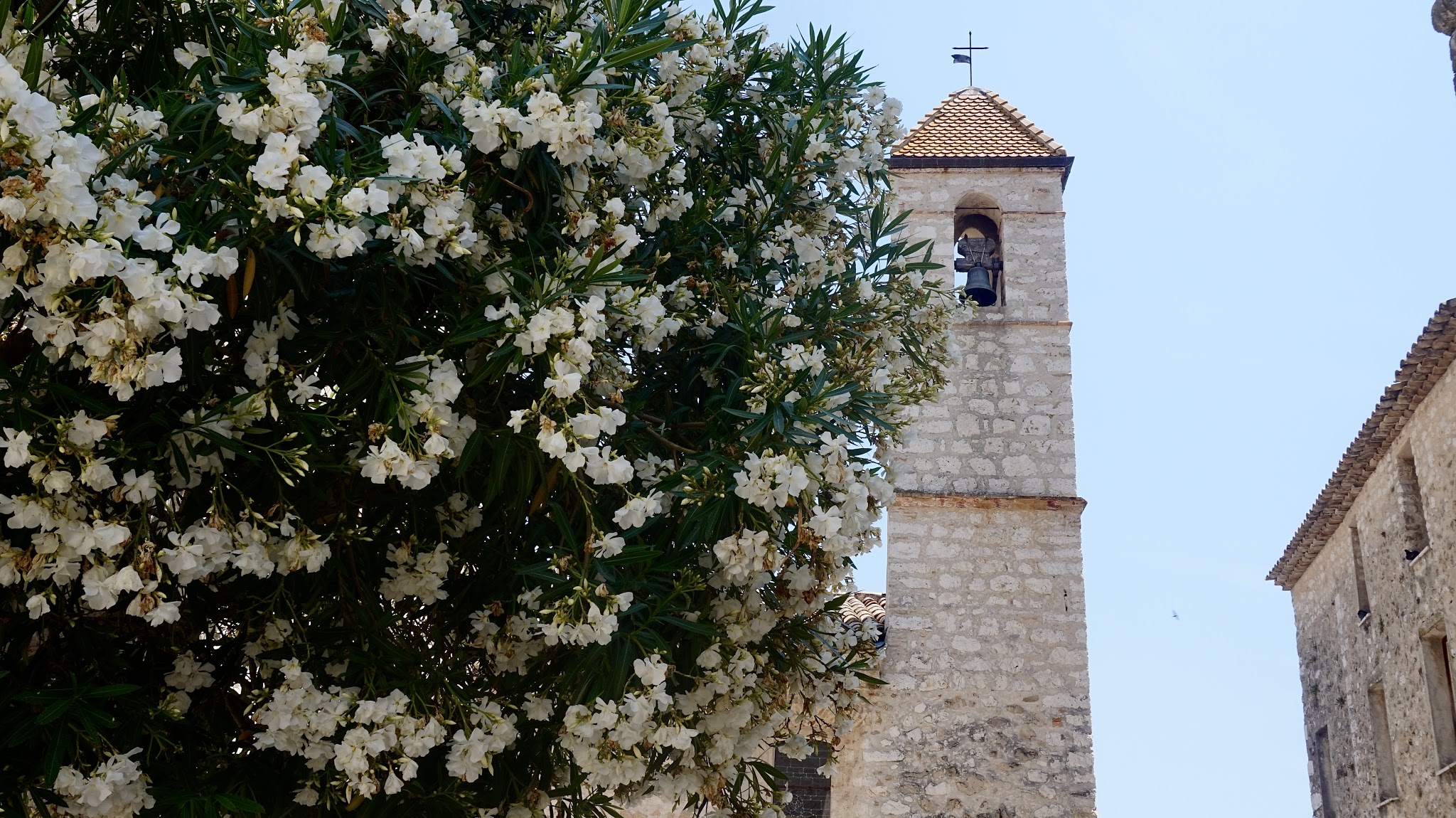 in the foreground white flowers on a green bush, in the background a stone church tower