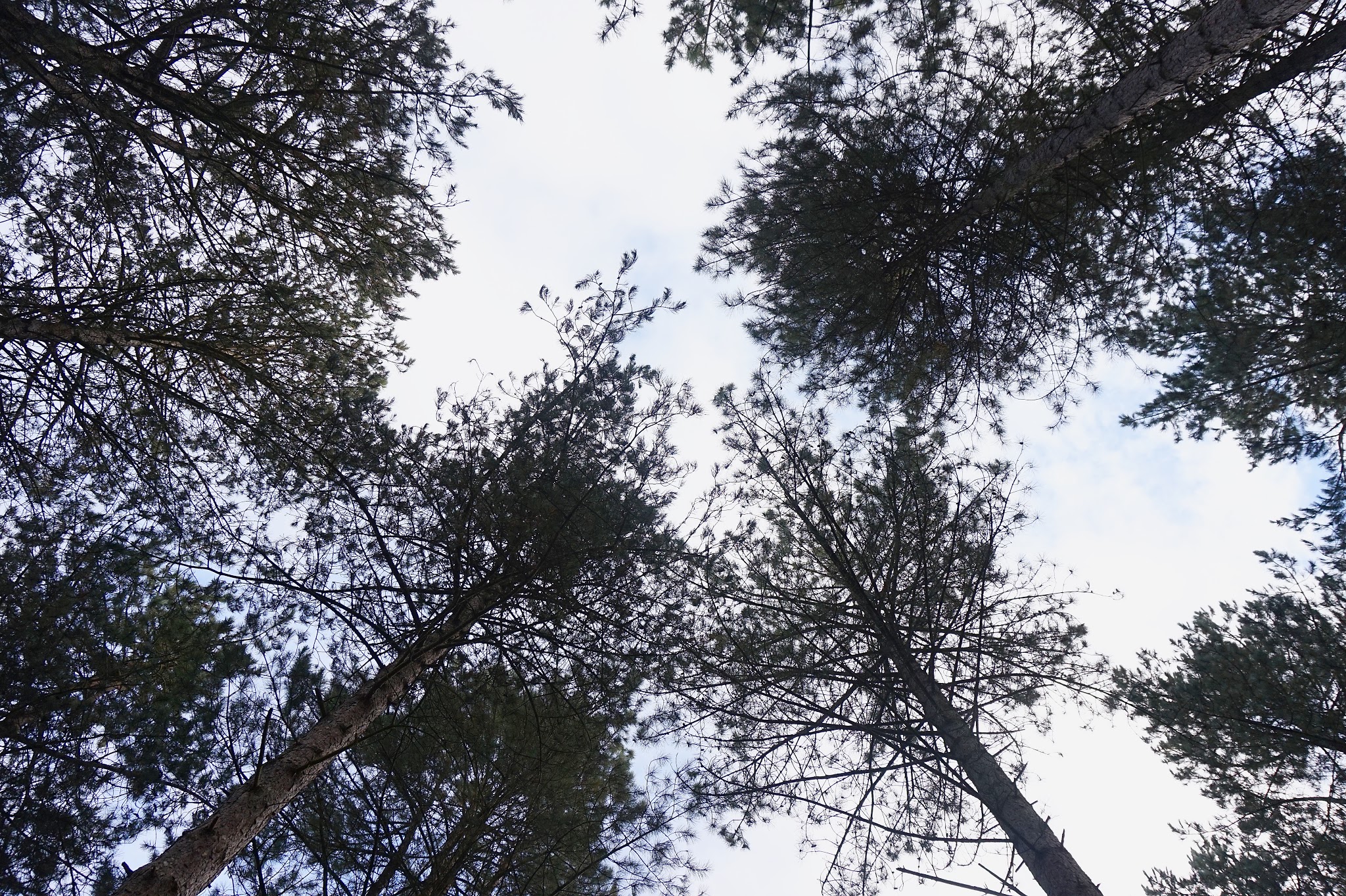 sky through treetops