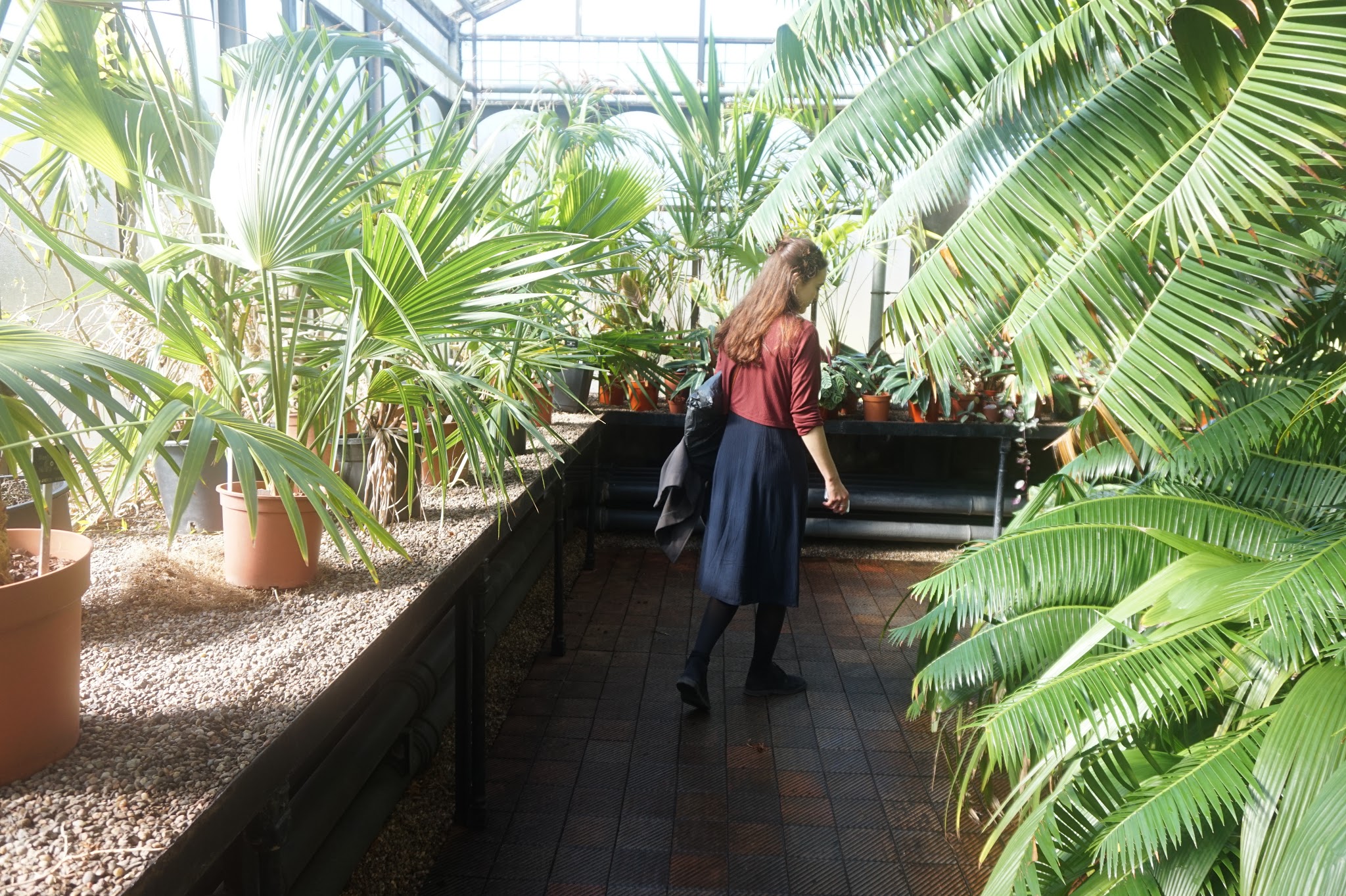 woman walking along walkway in a botanical greenhouse