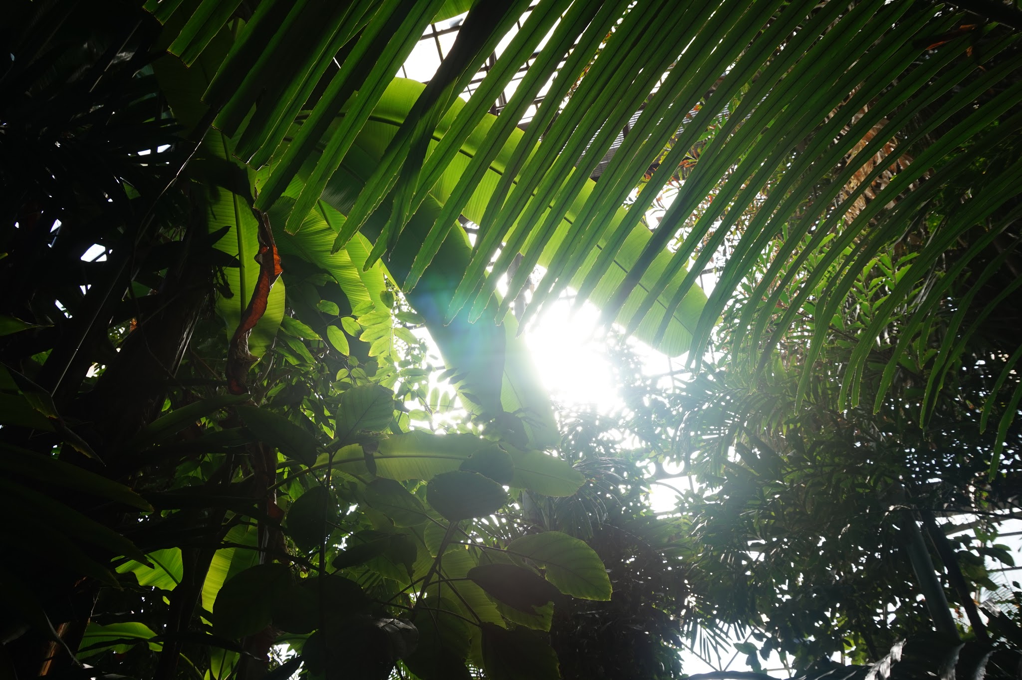 sunlight streaming through huge tall plants