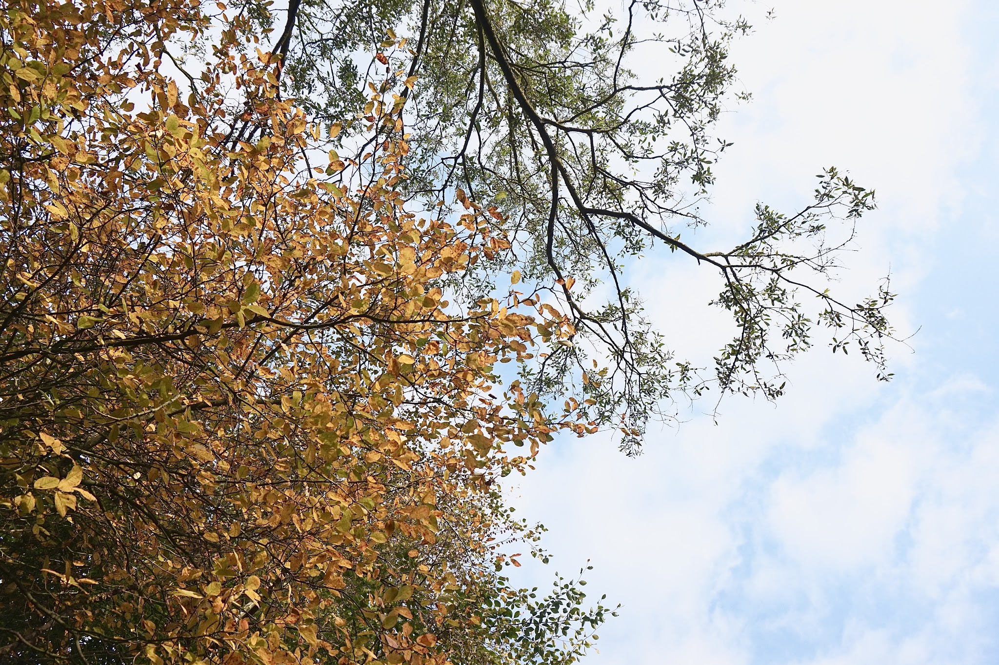 autumnal leaves on trees